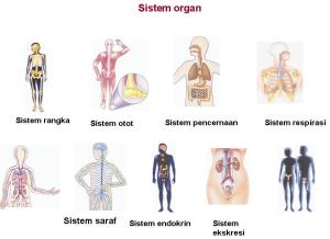 macam sistem organ