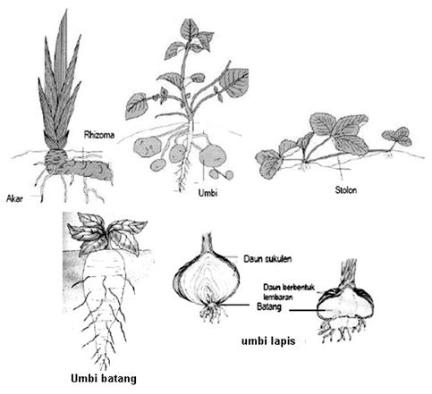 Tumbuhan Berbiji (Spermatophyta)  Bio-Green