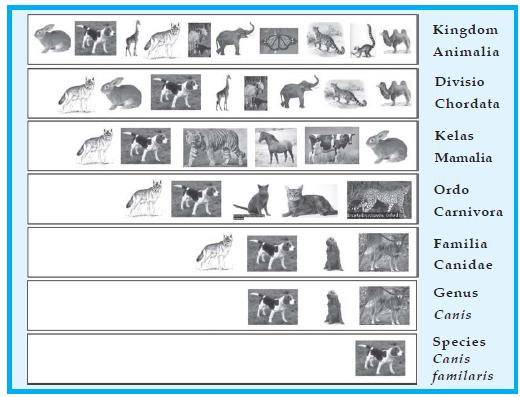 Kumpulan urutan takson hewan