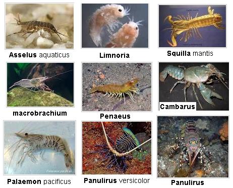 Semut lipas jangkrik dan belalang memiliki tipe mulut